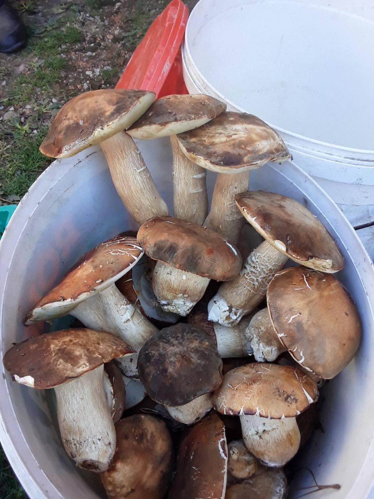 Εξοχικό σπίτι Seosko Domacinstvo Nedic